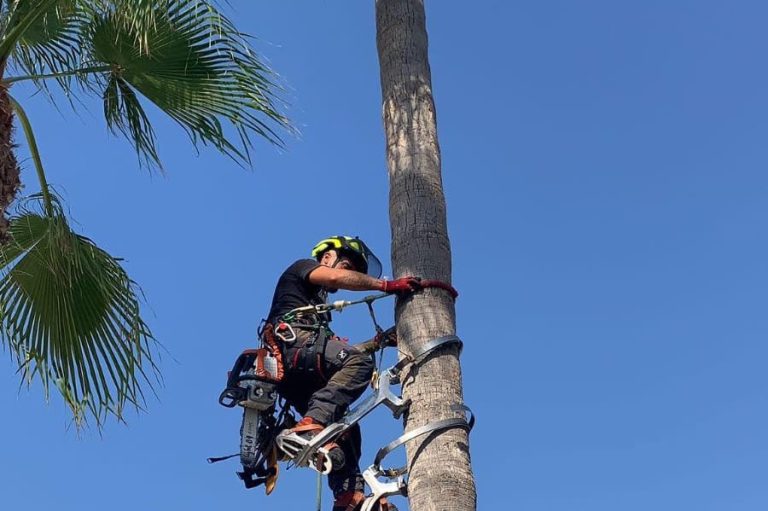 La limpieza de palmeras es otra tarea importante, especialmente en regiones donde estas son un elemento común en el paisaje. Esta tarea incluye la eliminación de hojas secas y frutos que pueden caer y representar un riesgo para las personas, además de ser un foco potencial para plagas. La limpieza adecuada no solo mejora la apariencia estética de las palmeras, sino que también promueve su buen estado de salud y evita la propagación de enfermedades.