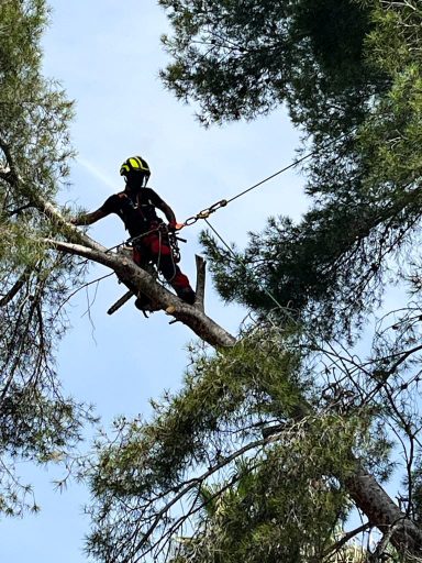 Tala controlada en altura