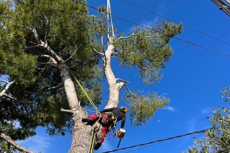 la tala con grúa es una técnica que se utiliza en situaciones donde el acceso es difícil o cuando los árboles son demasiado grandes y su tala directa podría ser peligrosa. Las grúas permiten cortar el árbol en secciones desde la parte superior, bajando cada sección de manera controlada al suelo. Esta metodología minimiza el riesgo de daño a las propiedades cercanas y es especialmente útil en entornos urbanos densamente poblados.