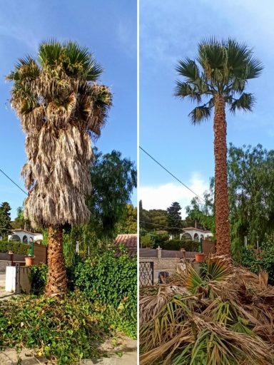 La contratación de un arborista profesional para la limpieza y mantenimiento de palmeras a gran altura es una inversión en la salud y seguridad de estos majestuosos árboles. Su experiencia y conocimientos garantizan que las palmeras no solo mantengan su belleza estética, sino que también permanezcan como elementos valiosos y seguros del paisaje urbano o rural. Por lo tanto, es esencial buscar servicios profesionales de arboricultura para el cuidado adecuado de las palmeras, asegurando su longevidad y minimizando riesgos asociados con su mantenimiento.